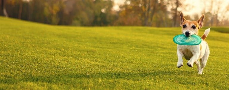 How to Train a Small Dog Basic Commands How to Train a Small Dog Basic Commands